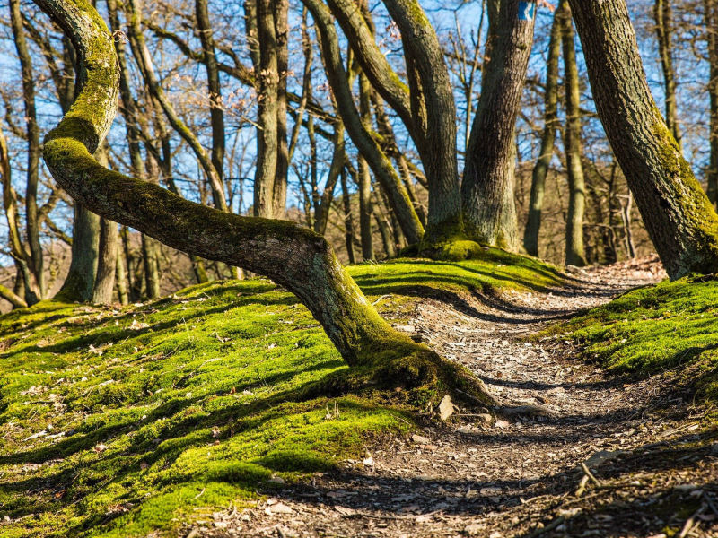 Der Wildnis-Trail im Nationalpark Eifel